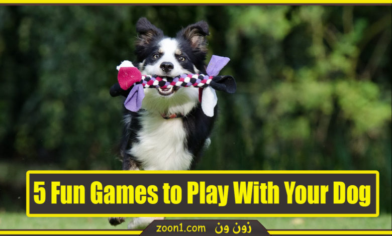 dogs game