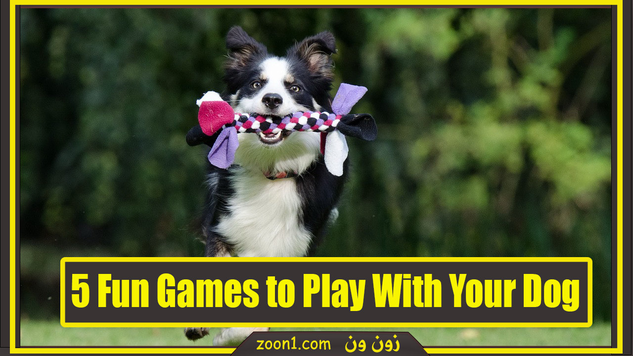 5 Fun Games to Play With Your Dog