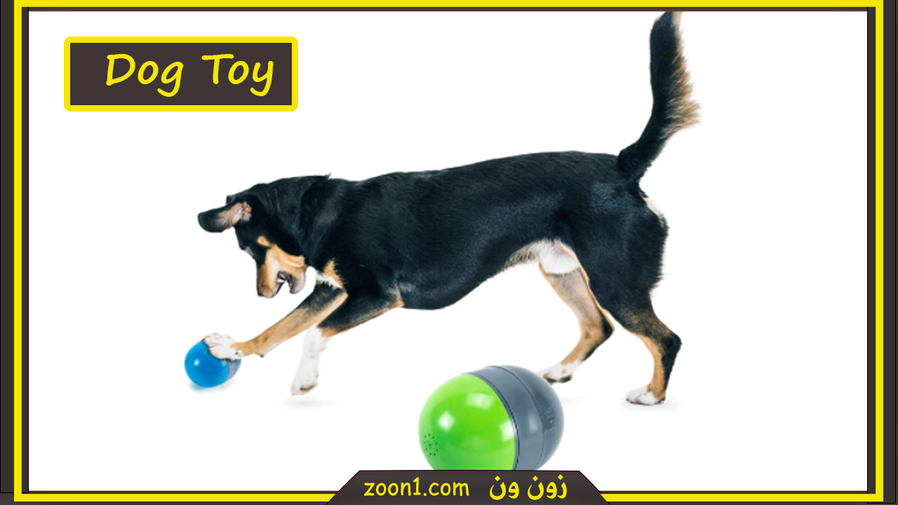 Best 3 Exercise Equipment for Dogs